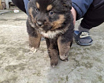 Собаки в других городах Краснодарского края: Щенок Мальчик, Бесплатно - фото 3