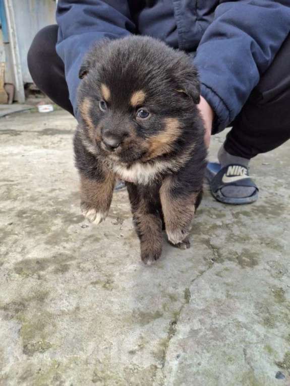 Собаки в других городах Краснодарского края: Щенок Мальчик, Бесплатно - фото 3