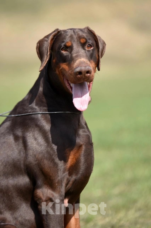 Собаки в Чехове: Шикарный щенокдобермана, 4.5 месяца Мальчик, 100 000 руб. - фото 5