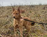 Собаки в Лосином-Петровском: Фанта в добрые руки якутенок Девочка, Бесплатно - фото 2