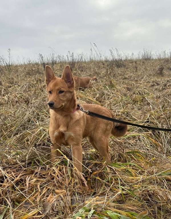 Собаки в Лосином-Петровском: Фанта в добрые руки якутенок Девочка, Бесплатно - фото 2