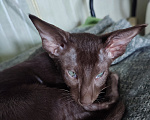 Кошки в Санкт-Петербурге: Котенок шоколадный ориенталочка Девочка, 55 000 руб. - фото 1