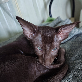 Котенок шоколадный ориенталочка