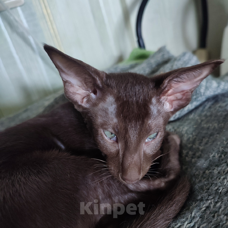 Кошки в Санкт-Петербурге: Котенок шоколадный ориенталочка Девочка, 55 000 руб. - фото 1