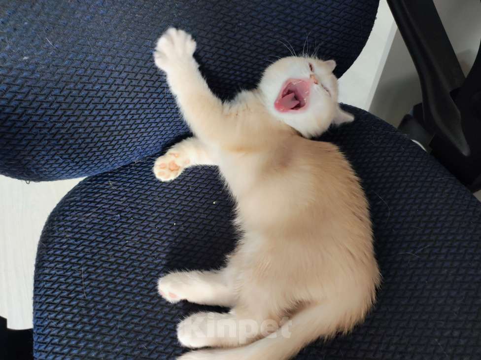 Кошки в Краснодаре: Нежно персиковая Девочка, 4 000 руб. - фото 2