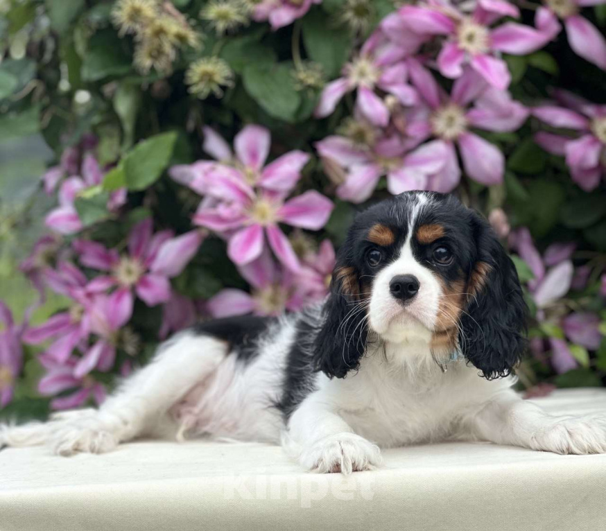 Собаки в Иваново: Кавалер Кинг Чарльз спаниель Мальчик, Бесплатно - фото 3