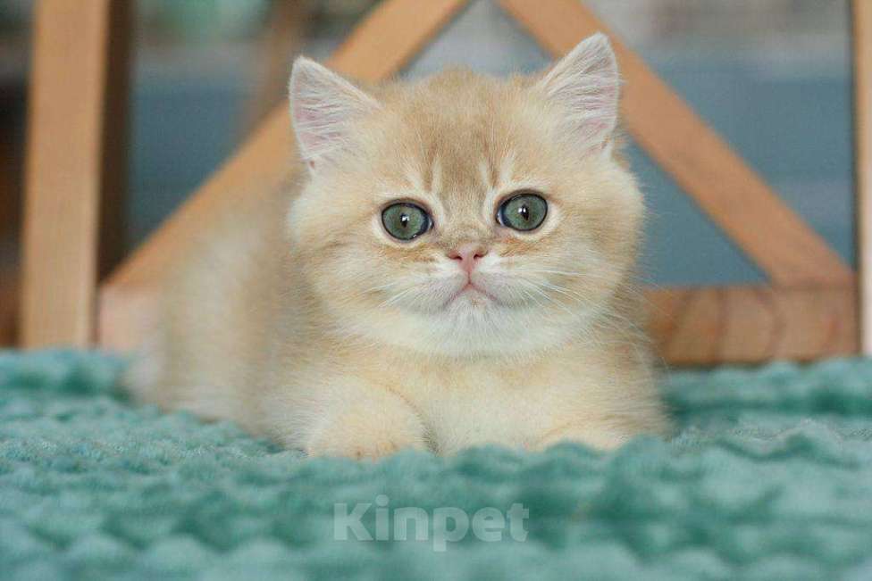 Кошки в Москве: Британский мальчик Ксеон Мальчик, 120 000 руб. - фото 5