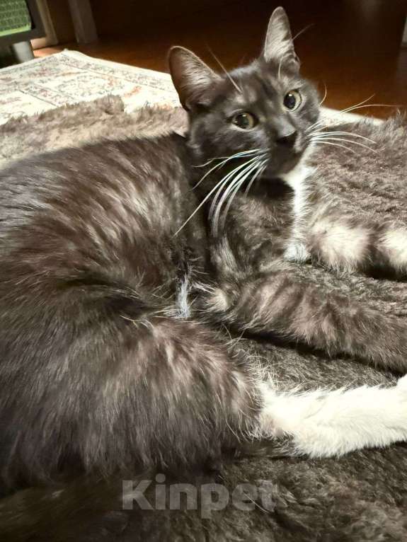 Кошки в Москве: Ласковая и спокойная кошечка Ласка в добрые руки Девочка, 1 руб. - фото 2