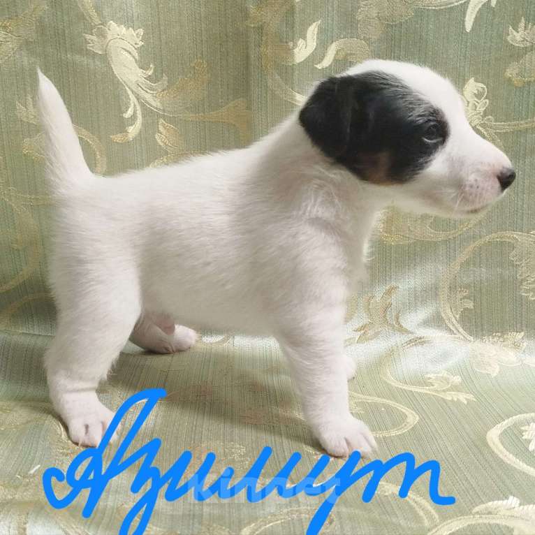 Собаки в Новосибирске: Фокстерьер гладкошерстный Мальчик, 25 000 руб. - фото 1