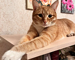 Кошки в Щелково: Рыжий котик молодой потерялся в Щелково Мальчик, 10 000 руб. - фото 1