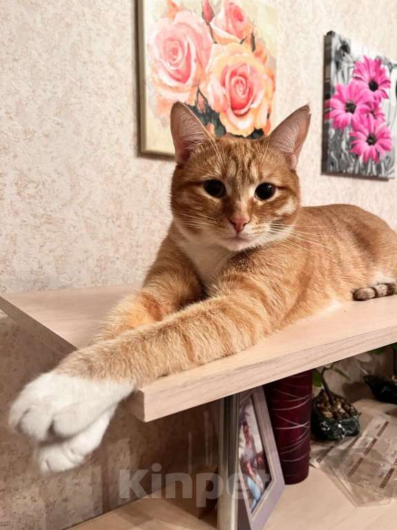 Кошки в Щелково: Рыжий котик молодой потерялся в Щелково Мальчик, 10 000 руб. - фото 1
