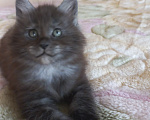 Кошки в Москве: Мейн-кун котик Мальчик, Бесплатно - фото 2