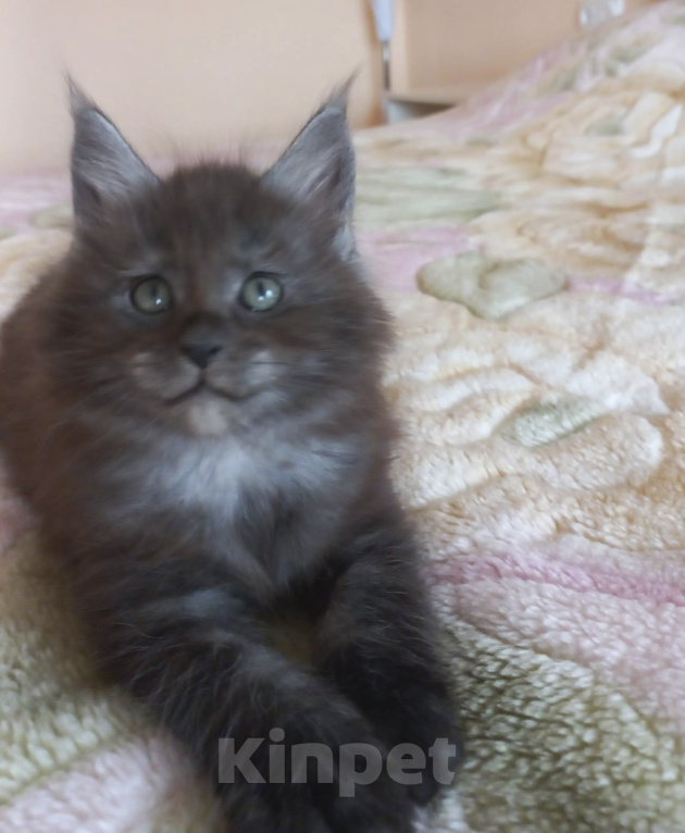 Кошки в Москве: Мейн-кун котик Мальчик, Бесплатно - фото 2