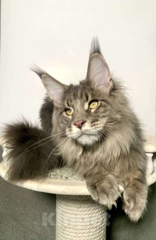 Кошки в Краснодаре: Котенок породы Мейн-кун Мальчик, 35 000 руб. - фото 3