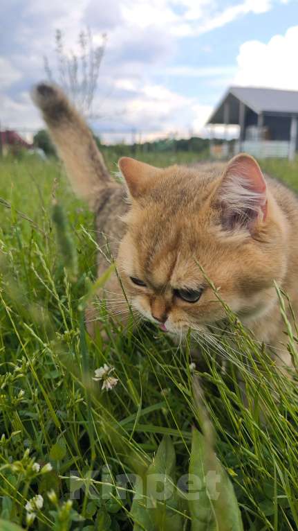Кошки в других городах Московской области: В добрые руки золотистая шиншилла с документами Мальчик, Бесплатно - фото 6
