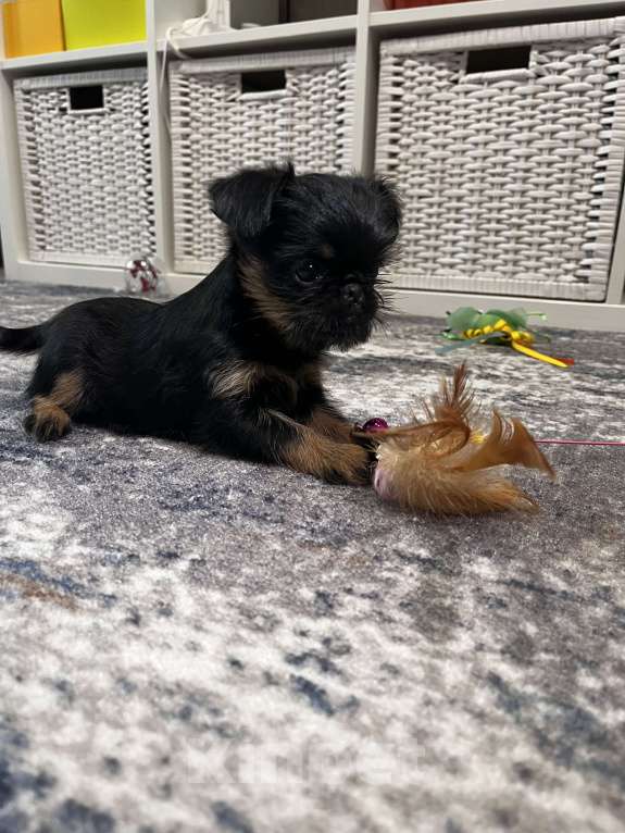 Собаки в Москве: Девочка бельгийский гриффон Девочка, 80 руб. - фото 5