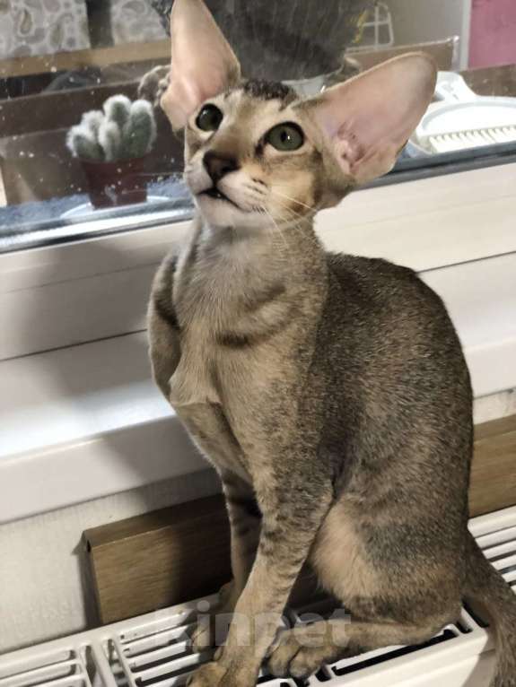 Кошки в Санкт-Петербурге: Ориентальный котенок девочка Девочка, 50 000 руб. - фото 5