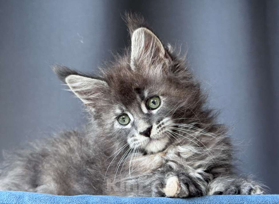 Кошки в Москве: Котёнок мейн-кун девочка Veyron Violet Cloud — зеленоглазая красотка Девочка, 90 000 руб. - фото 7