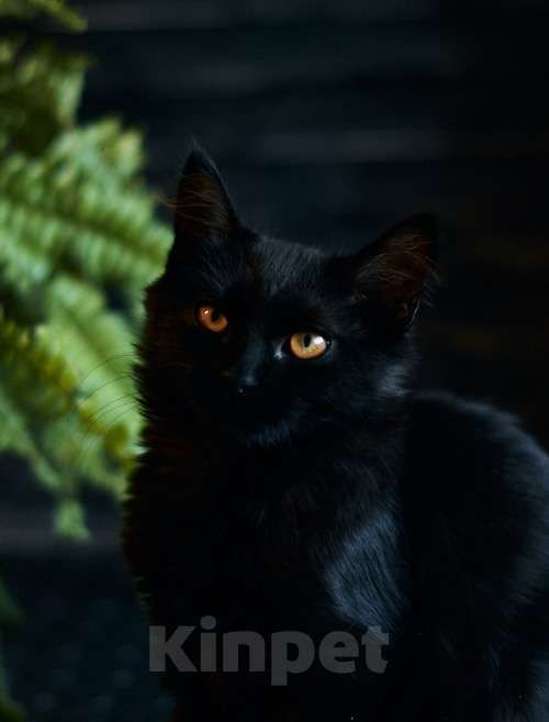 Кошки в Москве: Активные бесстрашные черные котята-мальчики в добрые руки Мальчик, 10 руб. - фото 4