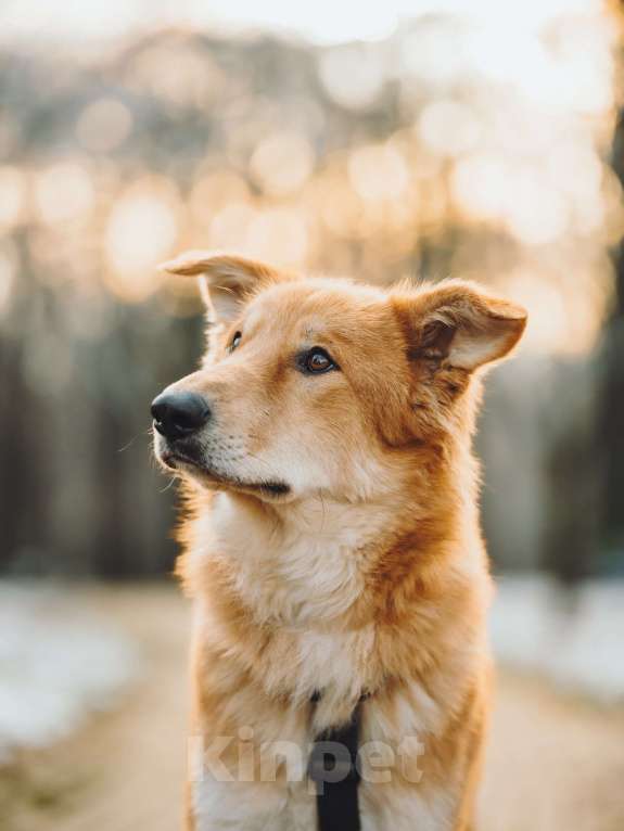 Собаки в Москве: Удивительный Яша ищет дом Мальчик, Бесплатно - фото 9