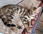Кошки в других городах Самарской области: Бенгал бронь Девочка, Бесплатно - фото 1