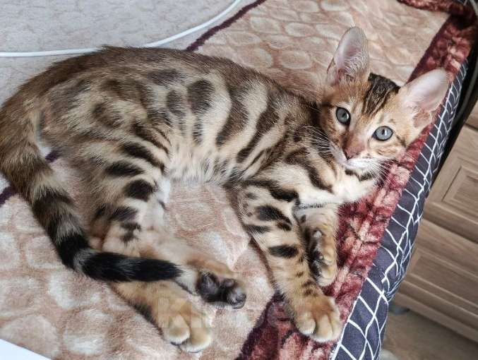 Кошки в других городах Самарской области: Бенгал бронь Девочка, Бесплатно - фото 1