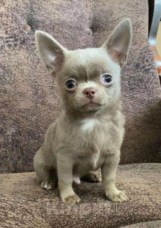 Собаки в Задонске: Клайд Мальчик, 50 000 руб. - фото 1