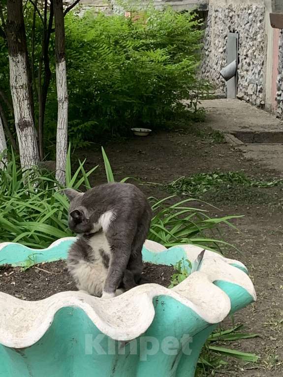 Кошки в Тюмени: серый кот в добрые руки Мальчик, Бесплатно - фото 8