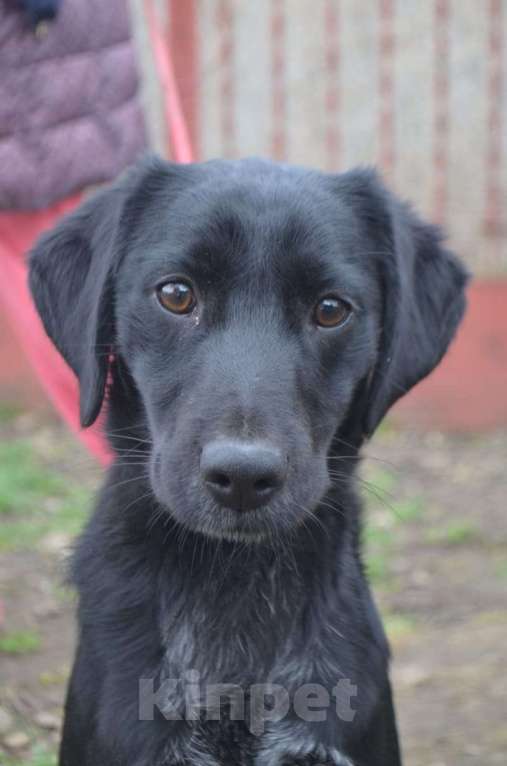 Собаки в Санкт-Петербурге: РОККИ СРОЧНО ИЩЕТ ДОМ Мальчик, Бесплатно - фото 8