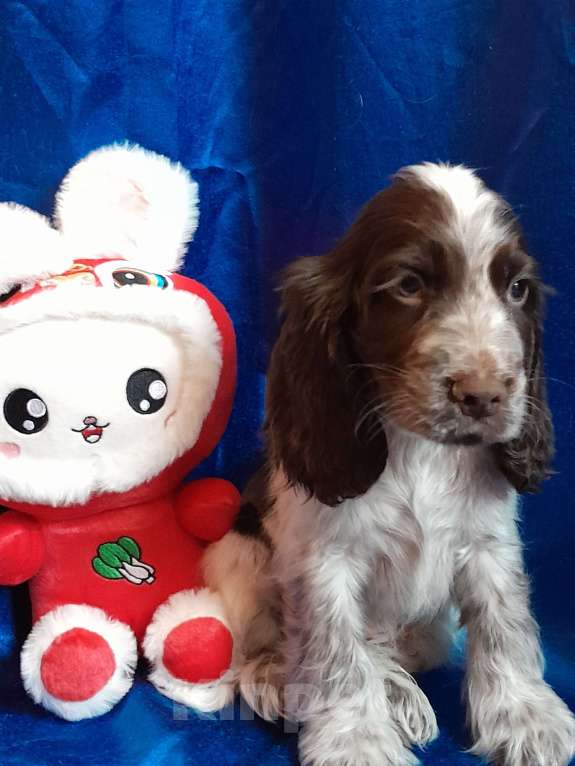 Собаки в Рыбинске: Щенок Английского кокера спаниеля Мальчик, 60 000 руб. - фото 4