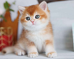 Кошки в Владивостоке: Британский золотистый котенок Мальчик, 80 000 руб. - фото 5