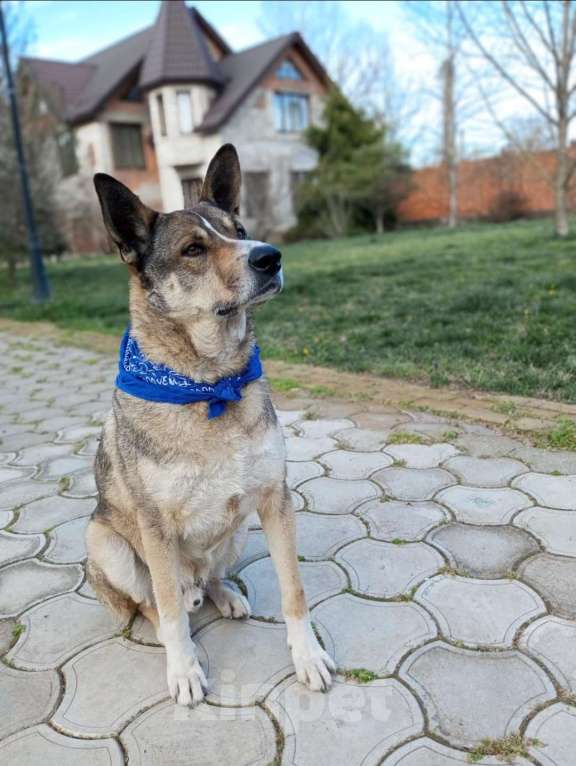 Собаки в Санкт-Петербурге: Верный Дик Мальчик, 17 руб. - фото 8