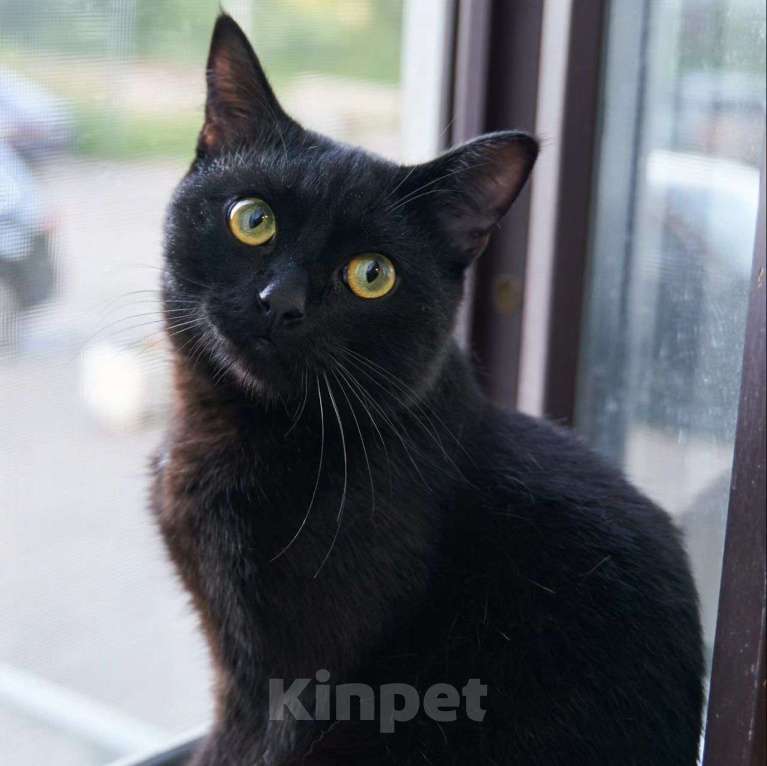 Кошки в Москве: Маратика выкинули хозяева Мальчик, Бесплатно - фото 3