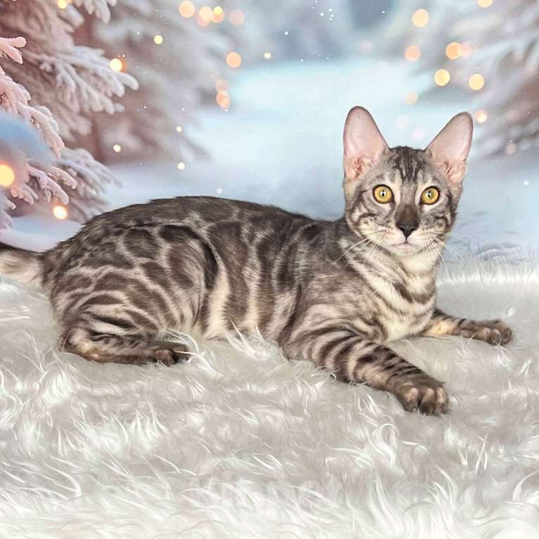 Кошки в Москве: Бенгальский котёнок серебро уголь Мальчик, Бесплатно - фото 1
