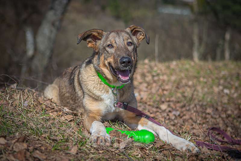 Собаки в Москве: Мудрая и понимающая малышка Молли в добрые руки Девочка, Бесплатно - фото 5