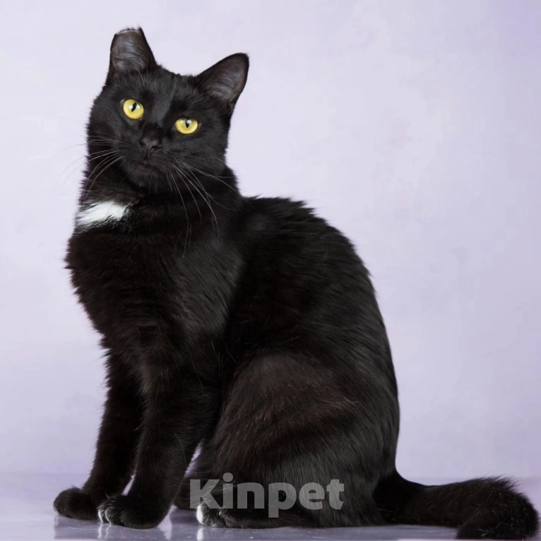 Кошки в Москве: Черной кошечке отрезали ушко Девочка, Бесплатно - фото 2