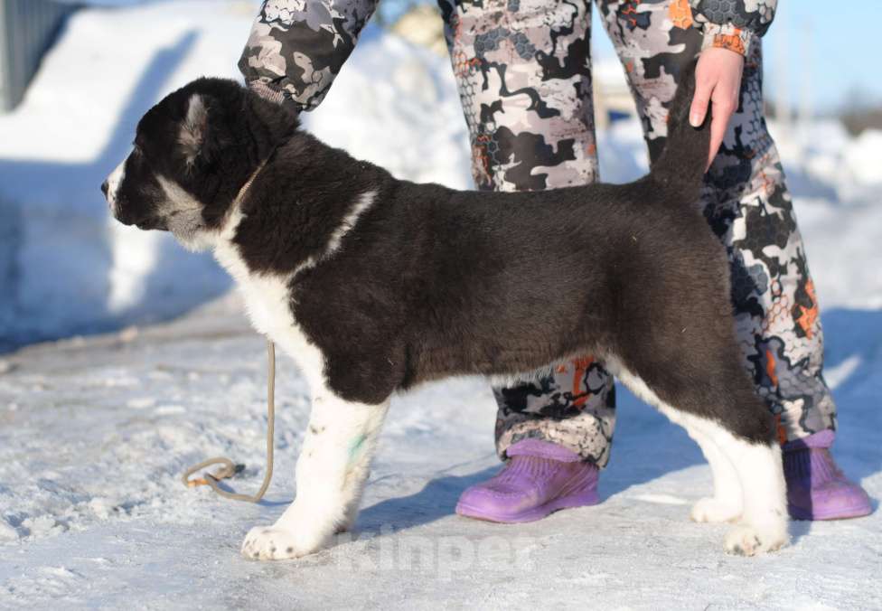 Собаки в Москве: Чёрная девочка САО Девочка, Бесплатно - фото 1