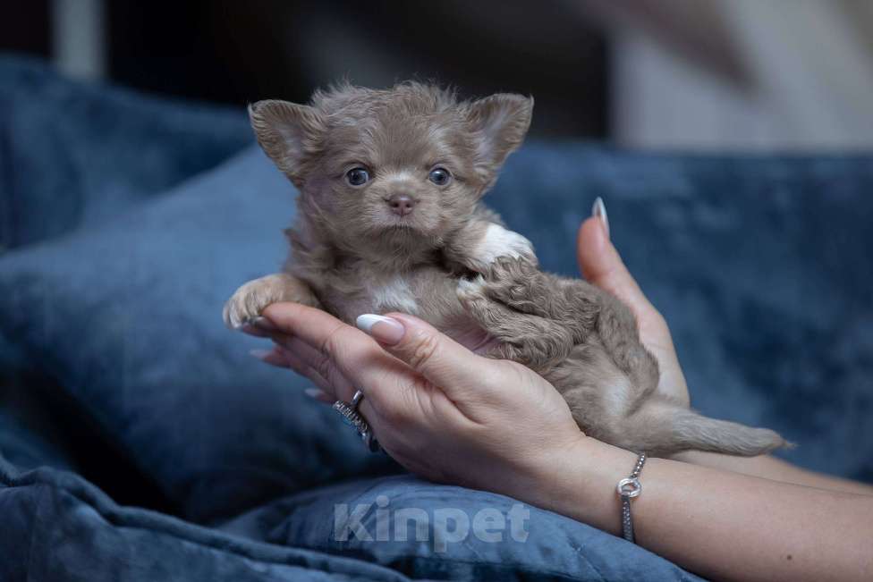 Собаки в Санкт-Петербурге: Чихуахуа мальчик длинношерстный Мальчик, 60 000 руб. - фото 3