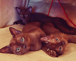 Кошки в Новоалександровске: Котята европейской бурмы, 25 000 руб. - фото 5