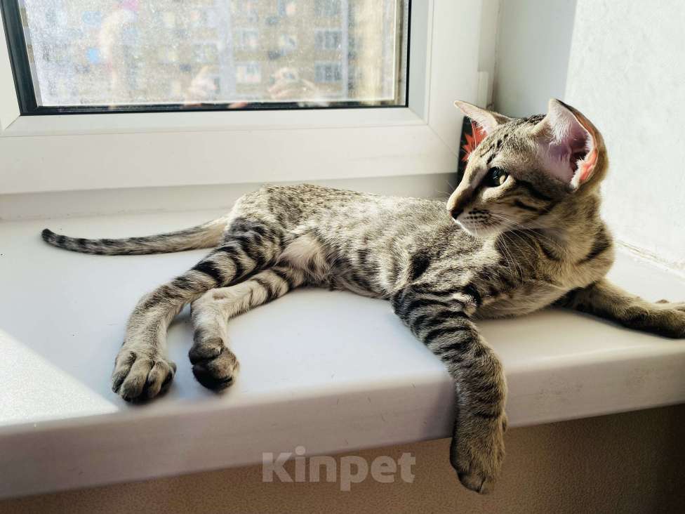Кошки в других городах Московской области: Ориентальные котята экстрим с документами Мальчик, Бесплатно - фото 6