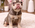 Собаки в Москве: Продам Французского бульдога Мальчик, 100 000 руб. - фото 1
