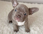 Собаки в Новочебоксарске: Французский бульдог Мальчик, 80 000 руб. - фото 1