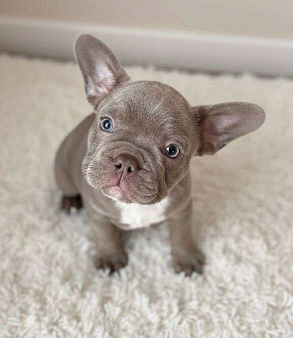 Французский бульдог