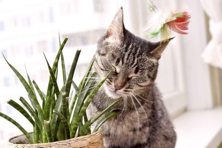 Кошки в Москве: Ручной котопёс Ириска в добрые руки Девочка, 1 руб. - фото 5