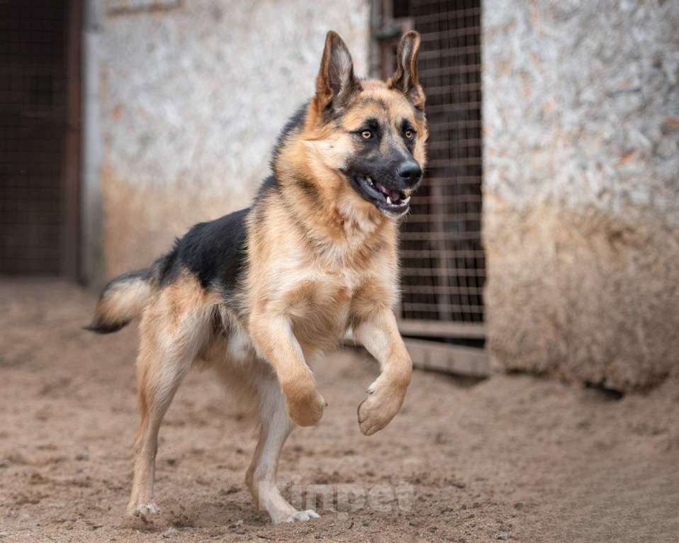 Собаки в Москве: Миша - достоин поверить, что нужен Мальчик, Бесплатно - фото 3