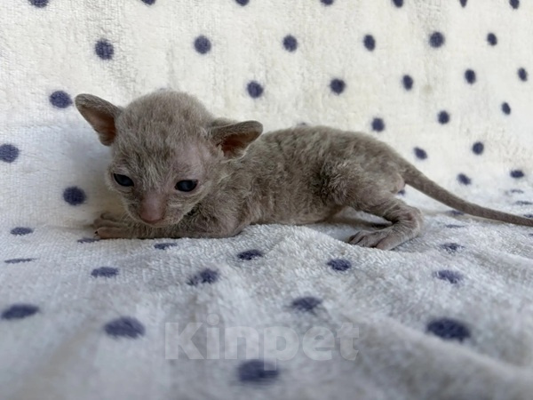 Кошки в Балашихе: Кошечка Даяна Девочка, 80 000 руб. - фото 3