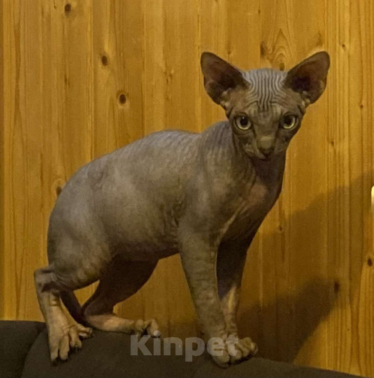 Кошки в Москве: Бесподобный канадец Мальчик, 45 000 руб. - фото 1