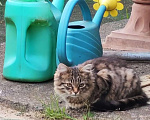Кошки в других городах Московской области: 2 котенка Мальчик, Бесплатно - фото 3