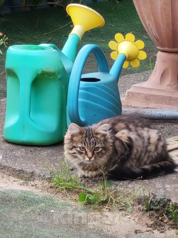 Кошки в других городах Московской области: 2 котенка Мальчик, Бесплатно - фото 3