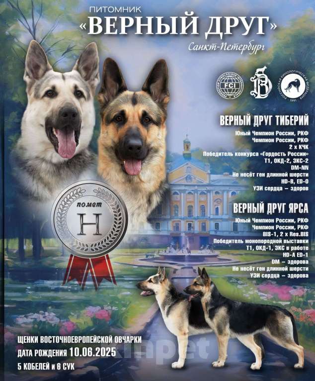 Собаки в других городах Ленинградской области: Щенки восточноевропейской овчарки Девочка, 50 000 руб. - фото 2